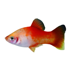 Xiphophorus maculatus - Platy - Apple