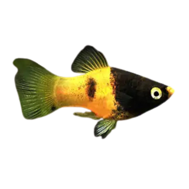 Xiphophorus maculatus - Platy - Bumble bee L