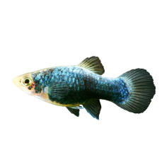 Xiphophorus maculatus - Platy - Blue Calico XL