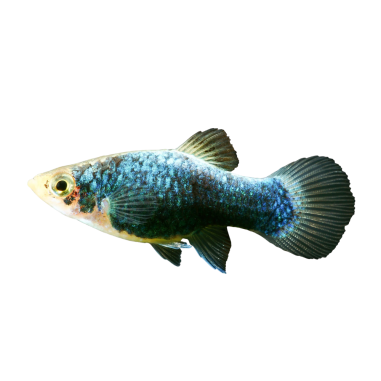 Xiphophorus maculatus - Platy - Blue Calico XL