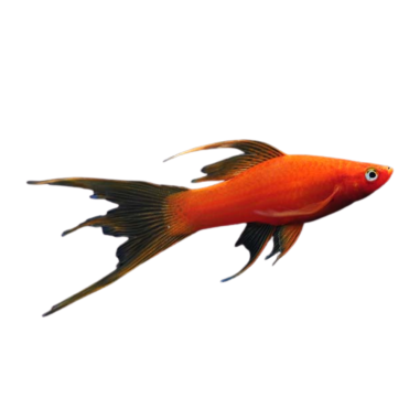 Xiphophorus helleri - Sword Tail - Red hi fin