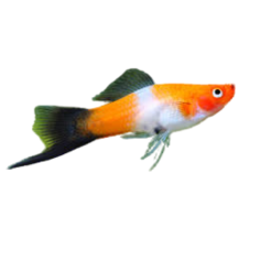 Xiphophorus helleri - Sword Tail - Kohaku L