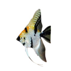 Pterophyllum scalare - Angel Tri Colour - cm 3,5-5