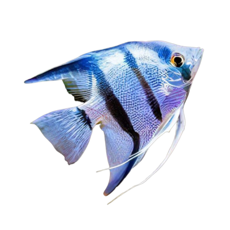 Pterophyllum scalare - Angel - Blue - M