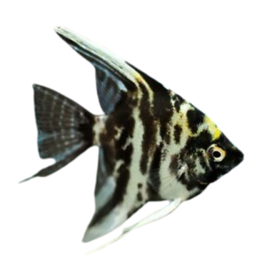 Pterophyllum scalare - Angel Black Marble - cm...