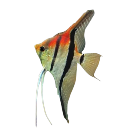 Pterophyllum scalare - Angel - Manacapuru red back angel ML