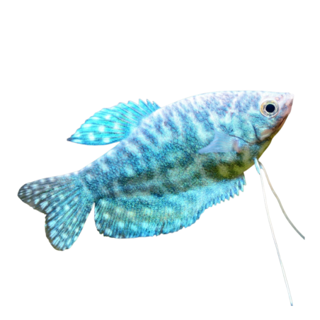 Trichogaster trichopterus - Gourami - Blue (Opaline) L