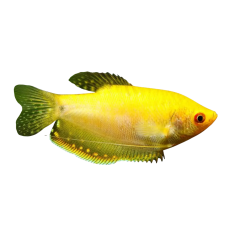 Trichogaster trichopterus - Gourami - Golden L