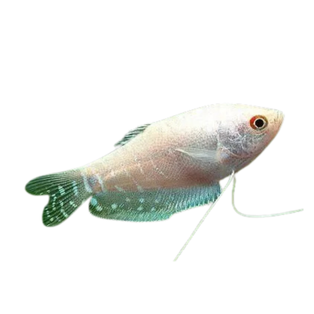 Trichogaster trichopterus - Gourami - White L