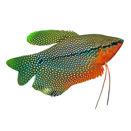 Trichogaster leeri - Gourami - Pearl L