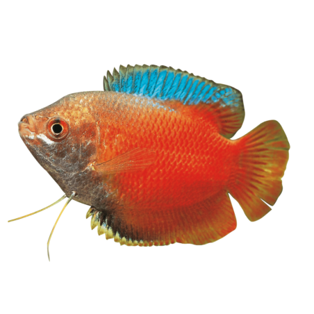 Colisa Lalia - Gourami - Red Dwarf