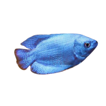 Colisa Lalia - Gourami - Cobolt Blue Dwarf