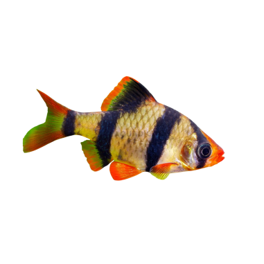 Puntius tetrazona - Barbus - Tiger ML