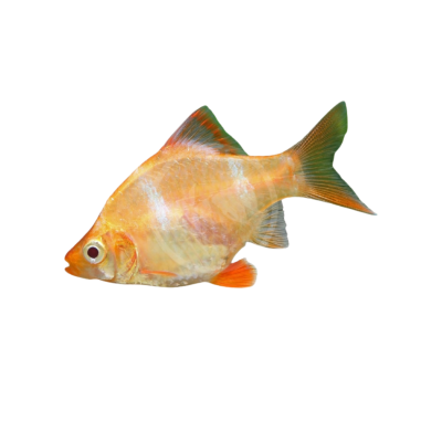 Puntius tetrazona - Barbus - Albino (Barb -...