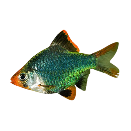 Puntius tetrazona - Barbus - Green ML