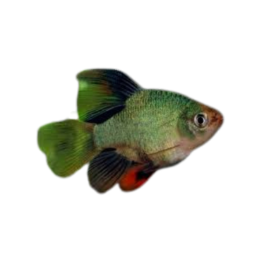 Puntius tetrazona - Barbus - Green Balloon Long...