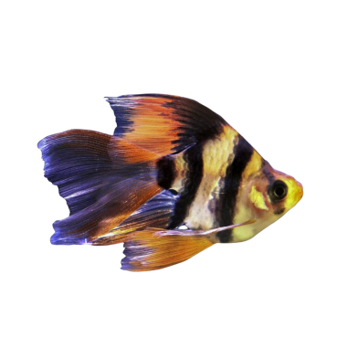 Puntius tetrazona - Barbus - Tiger Longfin