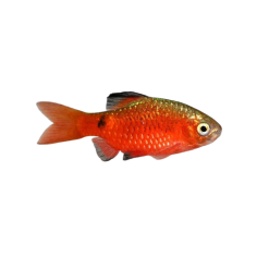 Puntius chonchonius - Barb Rosy L