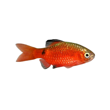 Puntius chonchonius - Barb Rosy L