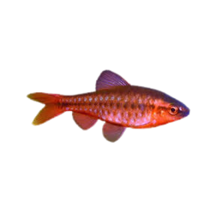 Puntius titteya - Cherry - Barb - Male