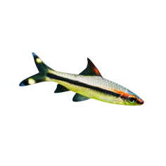 Puntius denisoni - Rose Line Barb M