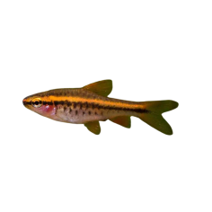 Puntius titteya - Cherry Barb - Female - cm 3