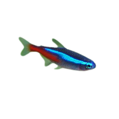 Paracheirodon innesi - Tetra - Neon - M
