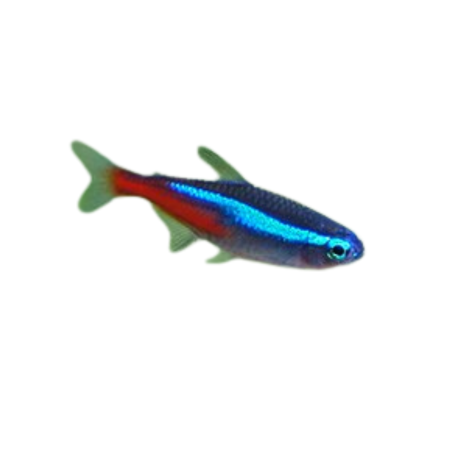 Paracheirodon innesi - Tetra - Neon - M