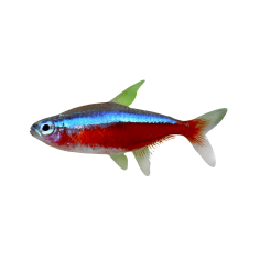 Paracheirodon axelrodi - Tetra - Cardinal - M