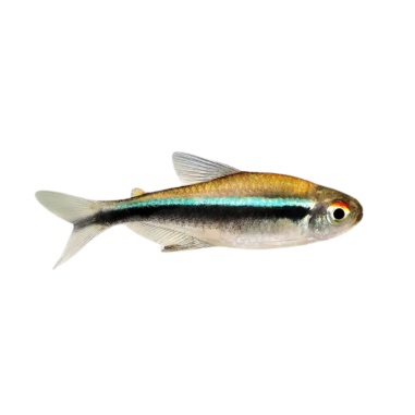 Hyphessobrycon herbertaxelrodi - Tetra - Black...