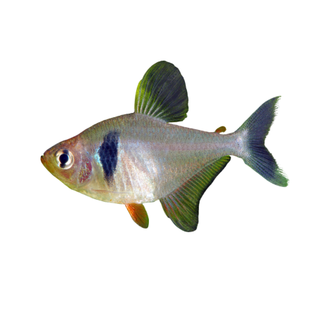 Megalamphodus megalopterus - Tetra - Black Phantom