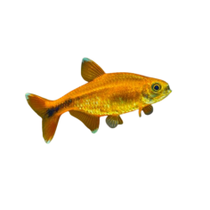 Hasemania nanna - Silver Tip Tetra