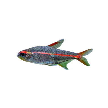 Hemigramus erythrozonus - Tetra - Glow Light