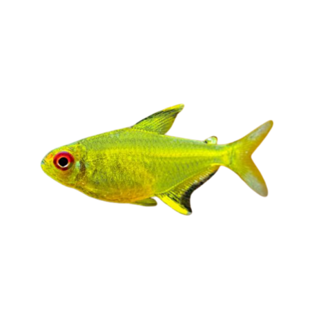 Hyphessobrycon pulchripinnis - Tetra - Lemon
