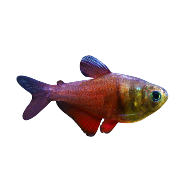 Hyphessobrycon flammeus - Tetra - Flame