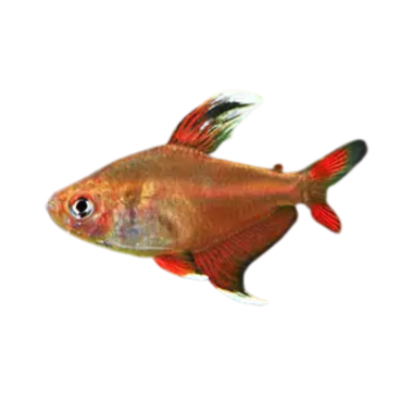 Hyphessobrycon bentosi - Tetra - Ornate Rose Fin