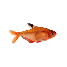 Hyphessobrycon serpae - Tetra - Serpae
