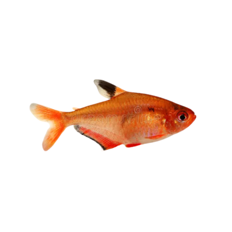 Hyphessobrycon serpae - Tetra - Serpae