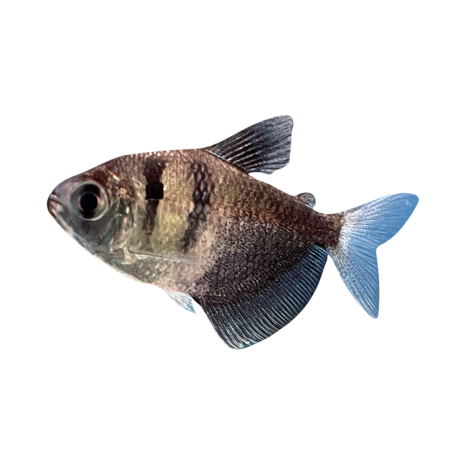 Gymnocorymbus ternetsi - Tetra - Black Widow