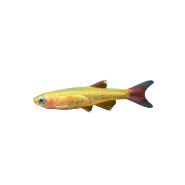 Tanichthys albonubes - Golden White Cloud...