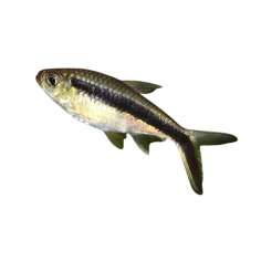 Thayeria boehlkei - Penguin Tetra