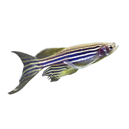 Brachydanio rerio - Danio Zebra - Long Fin