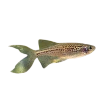 Brachydanio rerio - Leopard Danio Long Fin