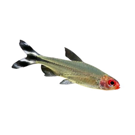 Hemigramus bleheri - Rummy nose - Petitella XL