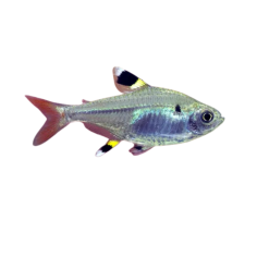 Pristella maxillaris - Pristella Tetra