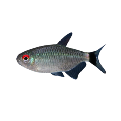 Moenkhausia sanctaefilomenae - Red eye Tetra