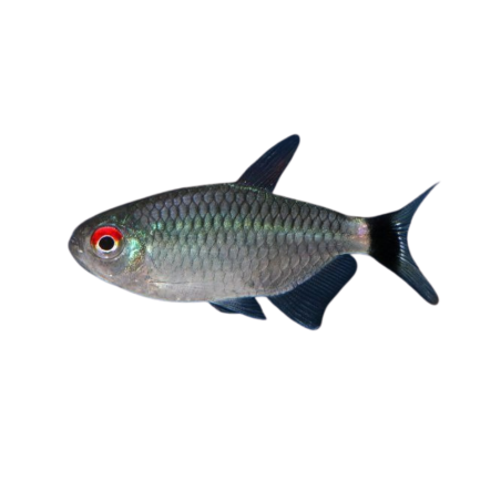 Moenkhausia sanctaefilomenae - Red eye Tetra