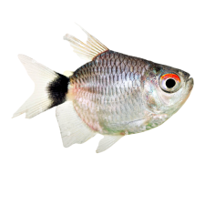 Moenkhausia sanctaefilomenae - Red eye Tetra Balloon