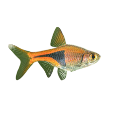 Trigonostigma heteromorpha - Harlequin Rasbora