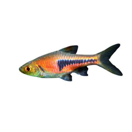 Trigonostigma heteromorpha - Rasbora espei